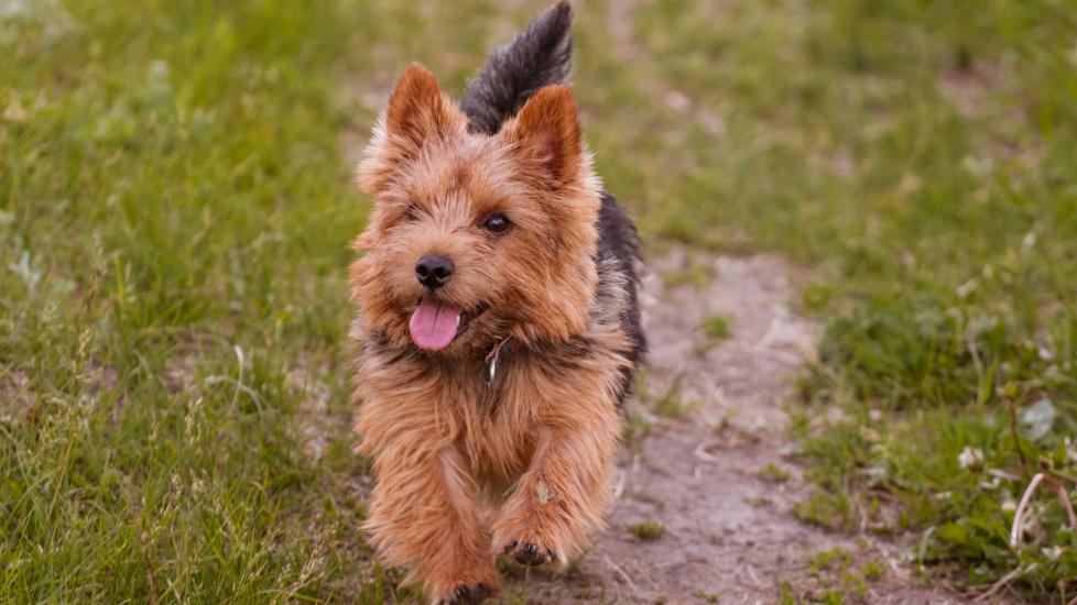 scruffy norwich terrier trotting down a path