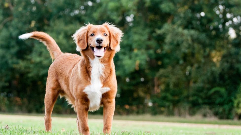 red nova scotia duck tolling retriever standing in a park