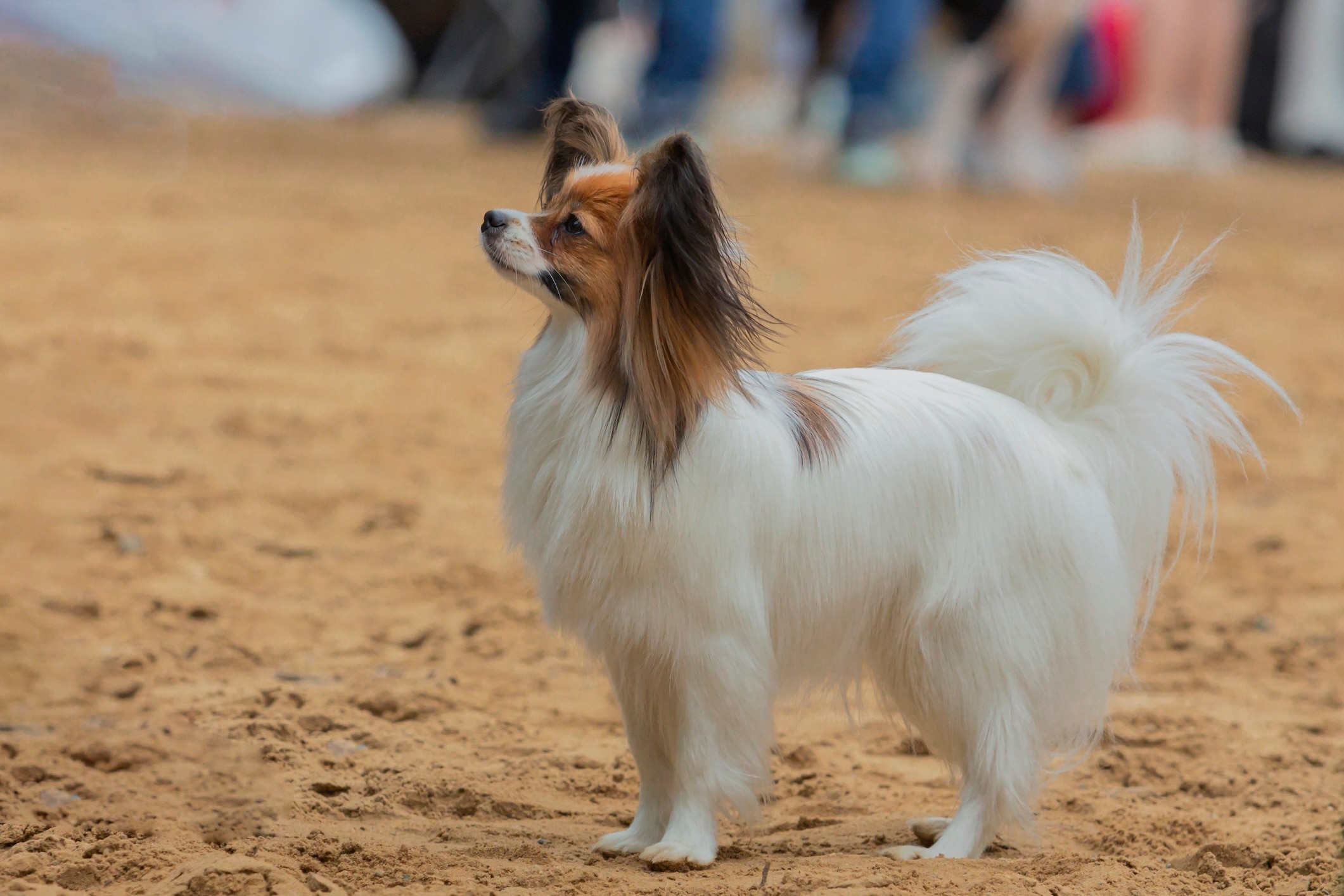 papillon dog standing in a dirt arena
