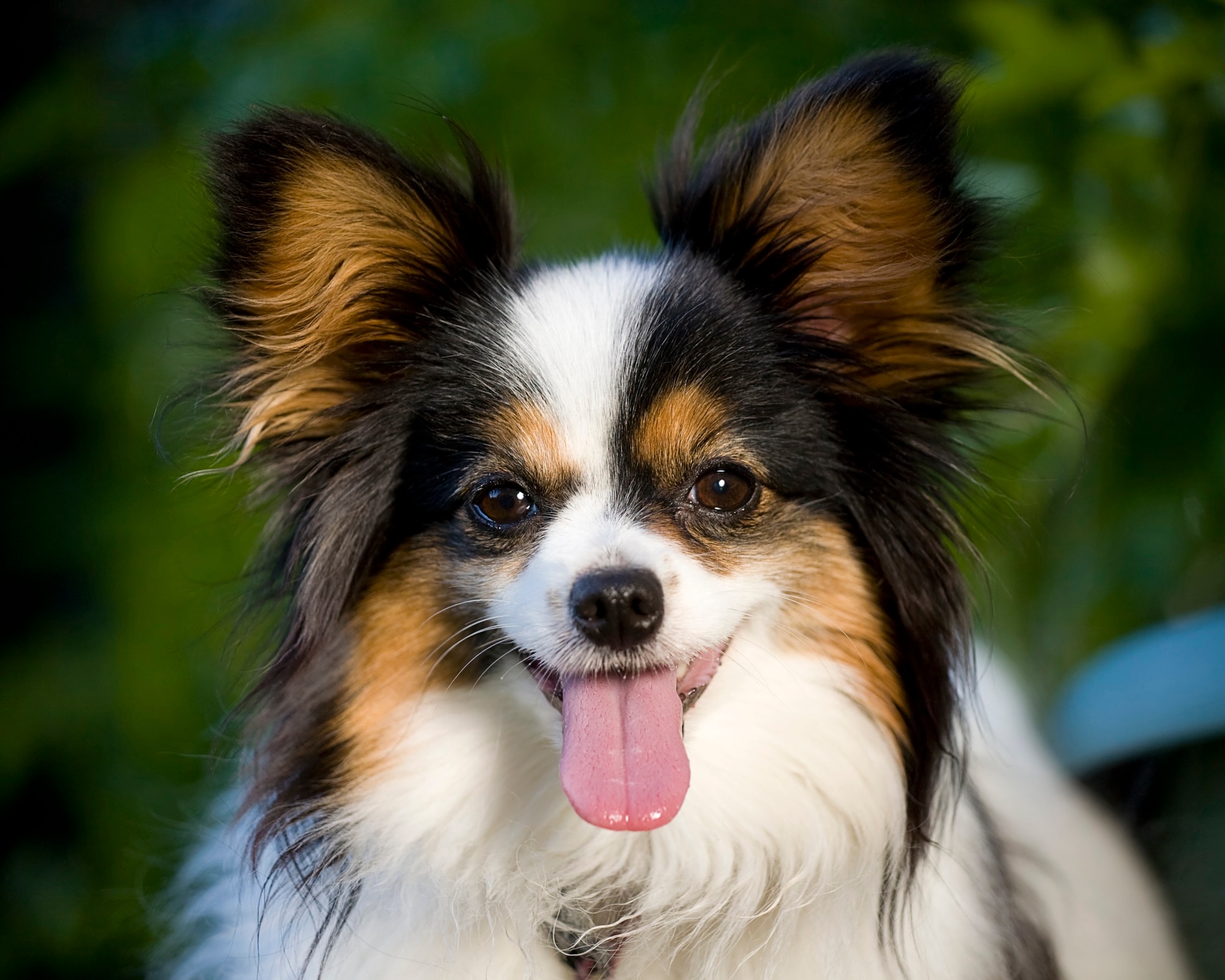 close-up of a tricolor papillon with his tongue hanging out