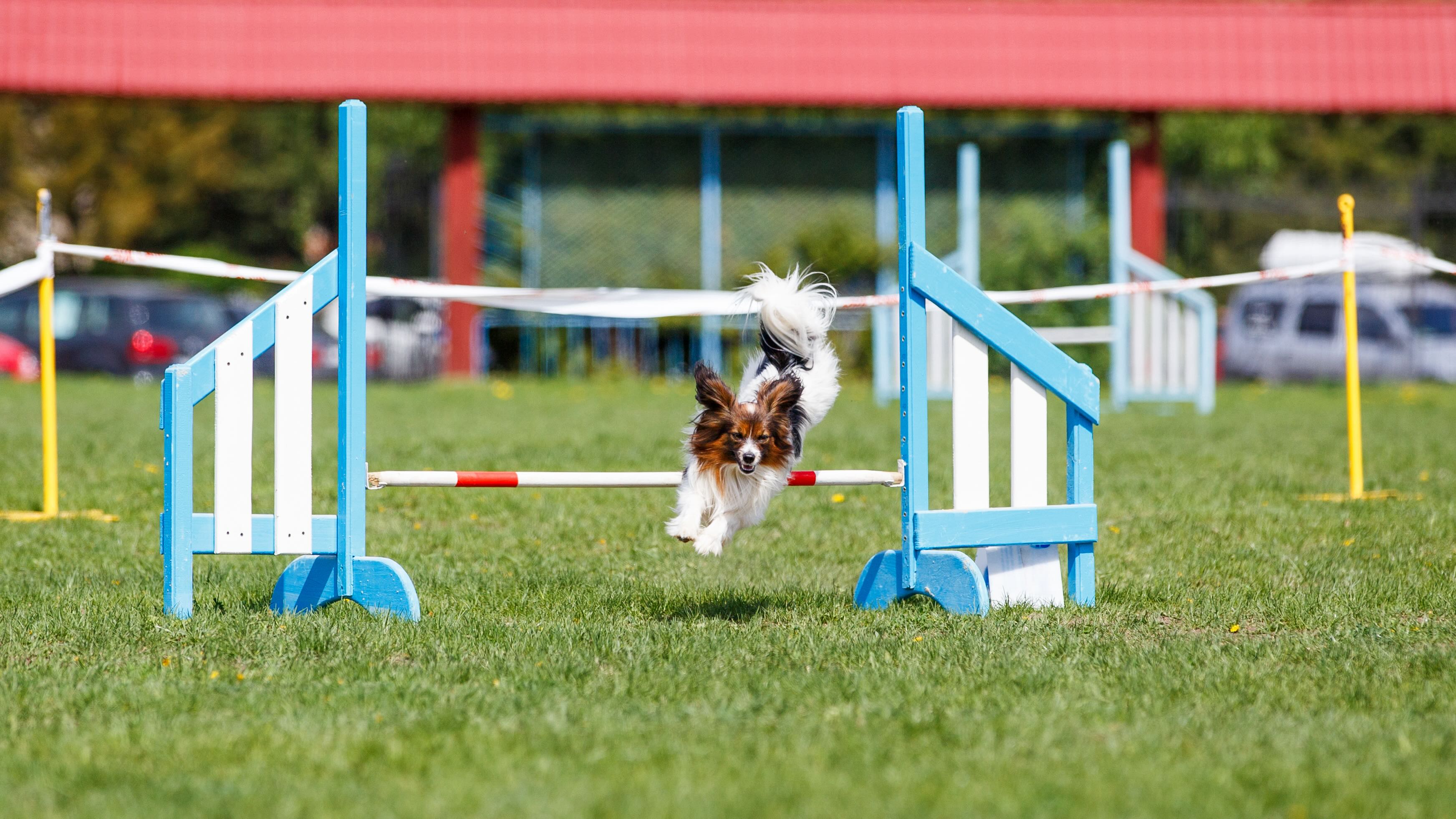 a papillon dog jumping over an obstacle on an agility course