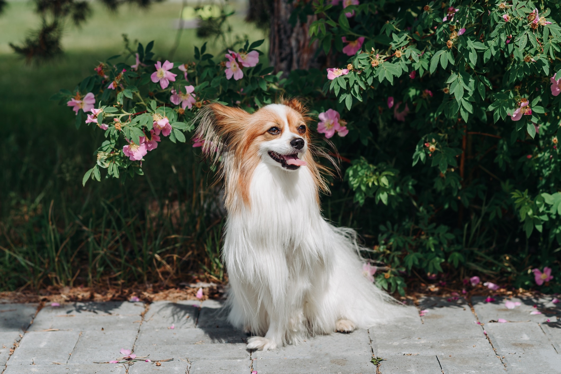 a brown and white papillon sitting on a path in front of a flowering bush