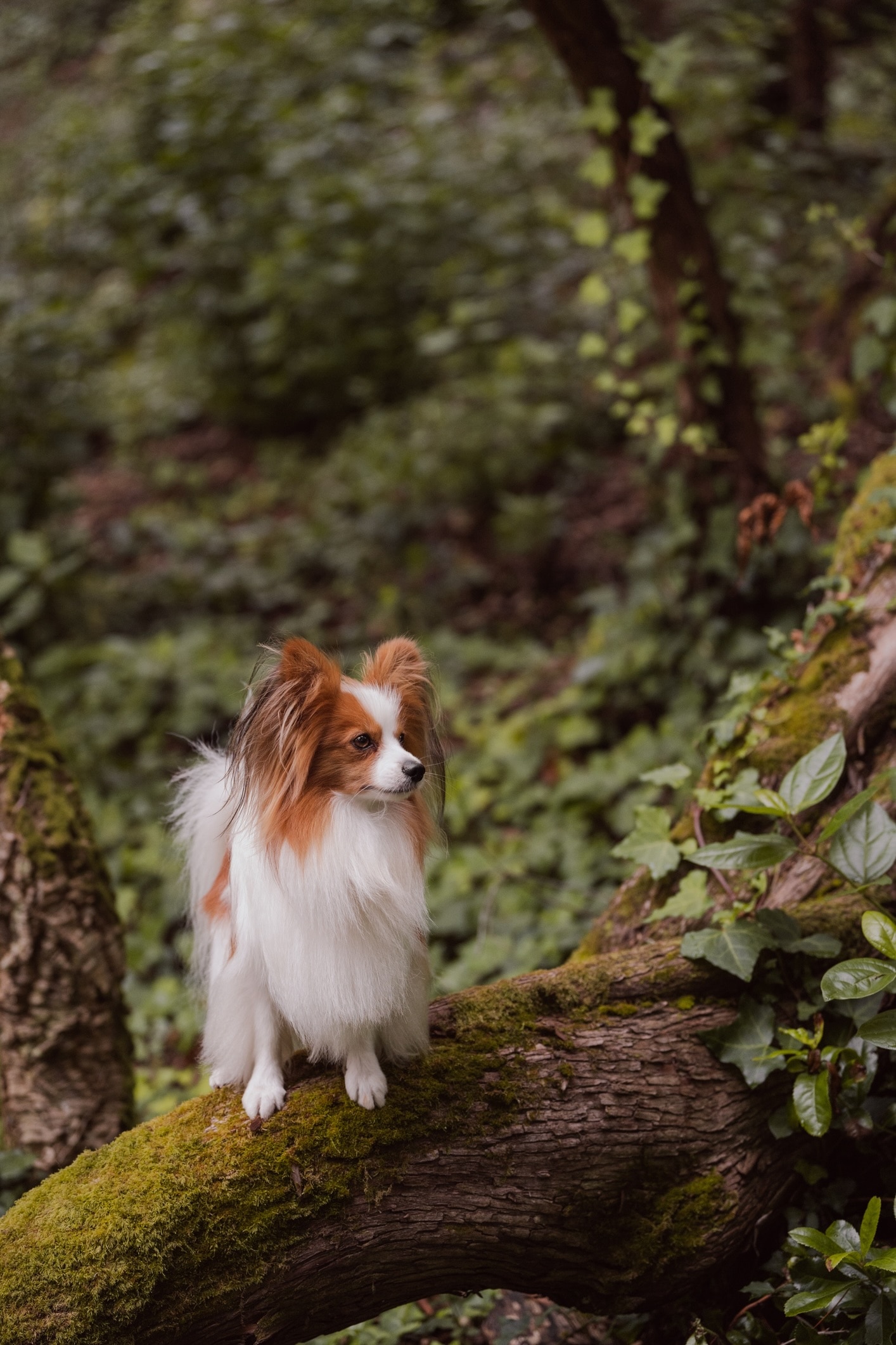 brown and white papillon dog on a hiking trail