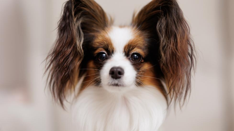 close-up of a brown and white papillon dog's face