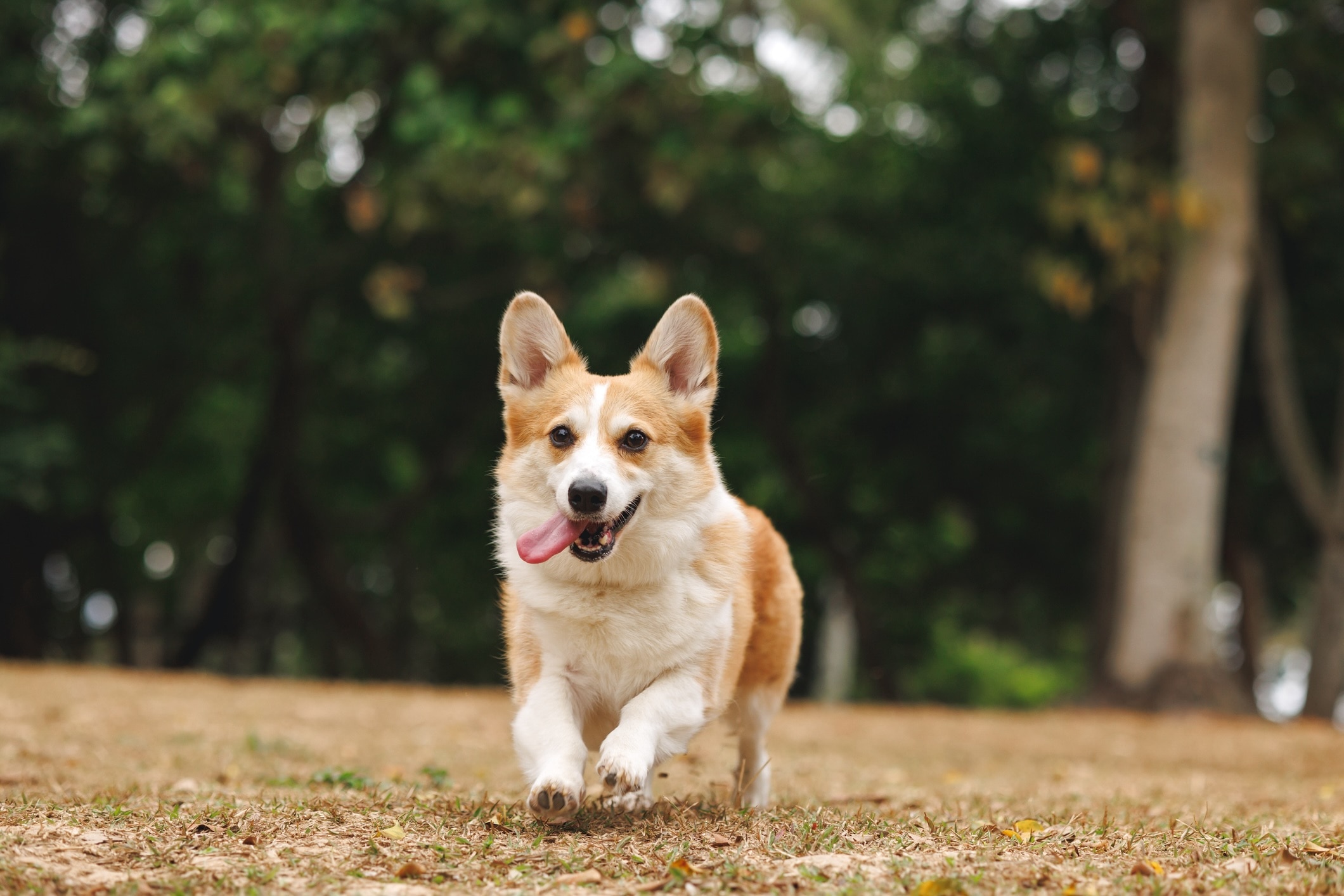 tan and white pembroke welsh corgi running