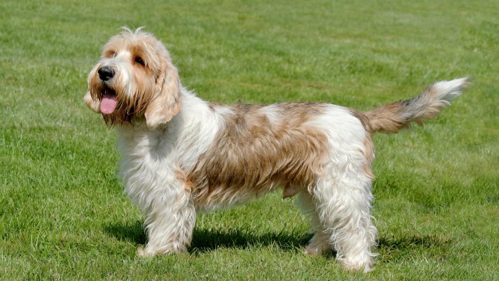 tan and white petit basset griffon vendeen standing in grass