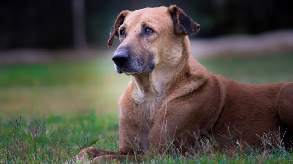 chinook dog lying in grass
