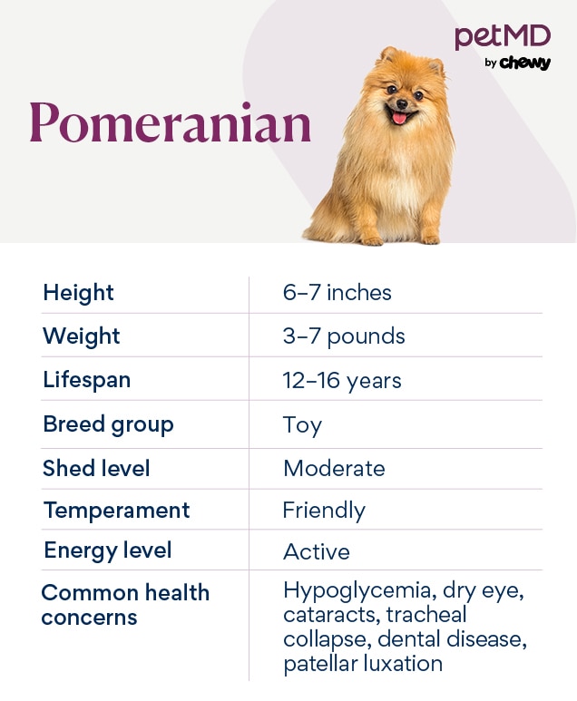 chart depicting a pomeranian's characteristics