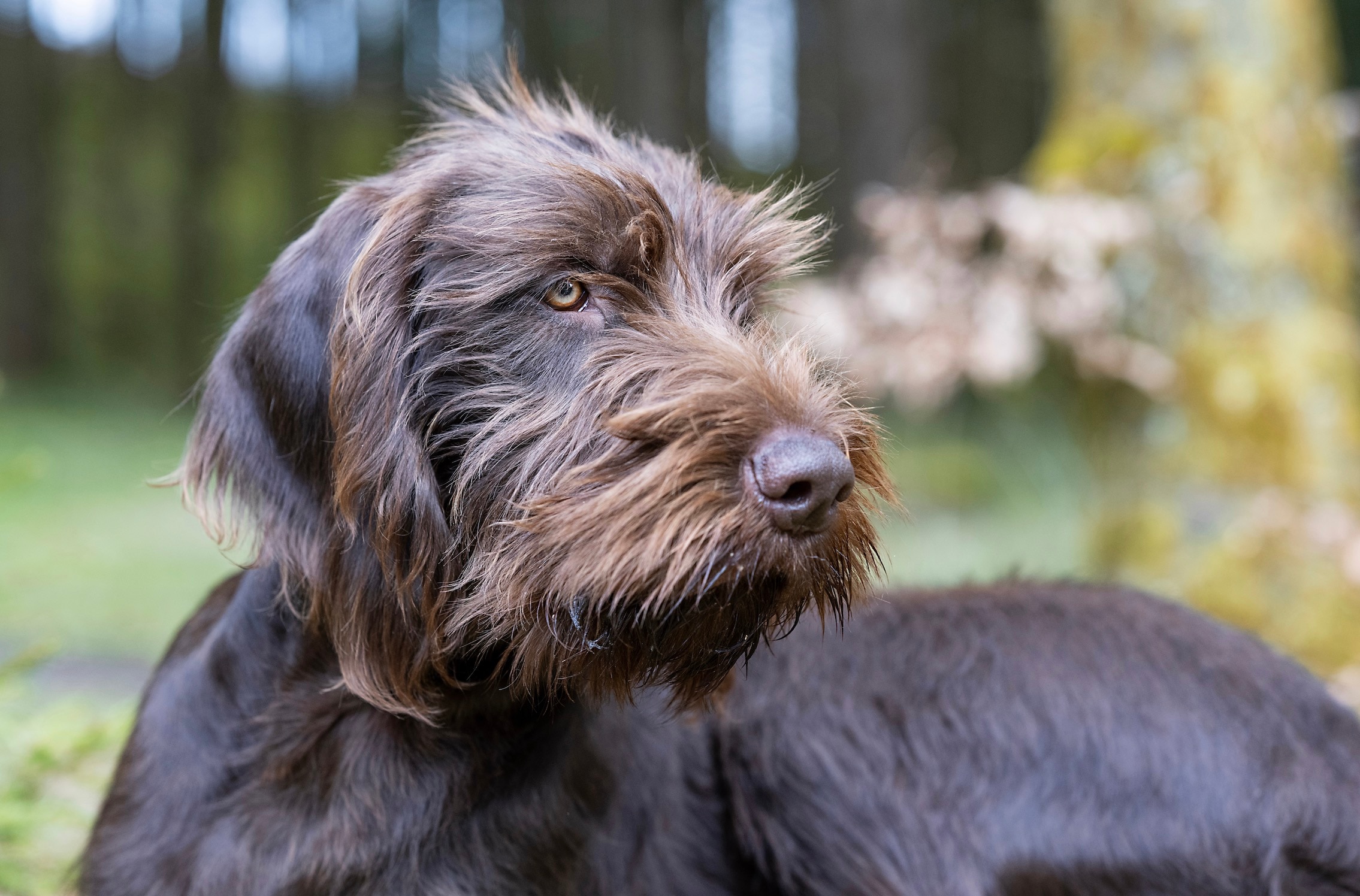 close-up of a pudelpointer's face