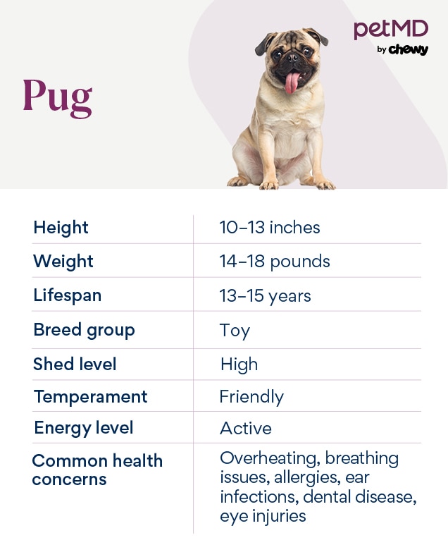 chart depicting a pug dog breed's characteristics