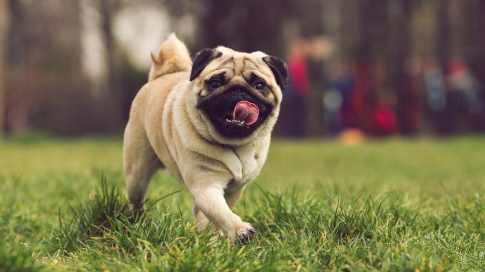 tan-pug-strolling-through-grass