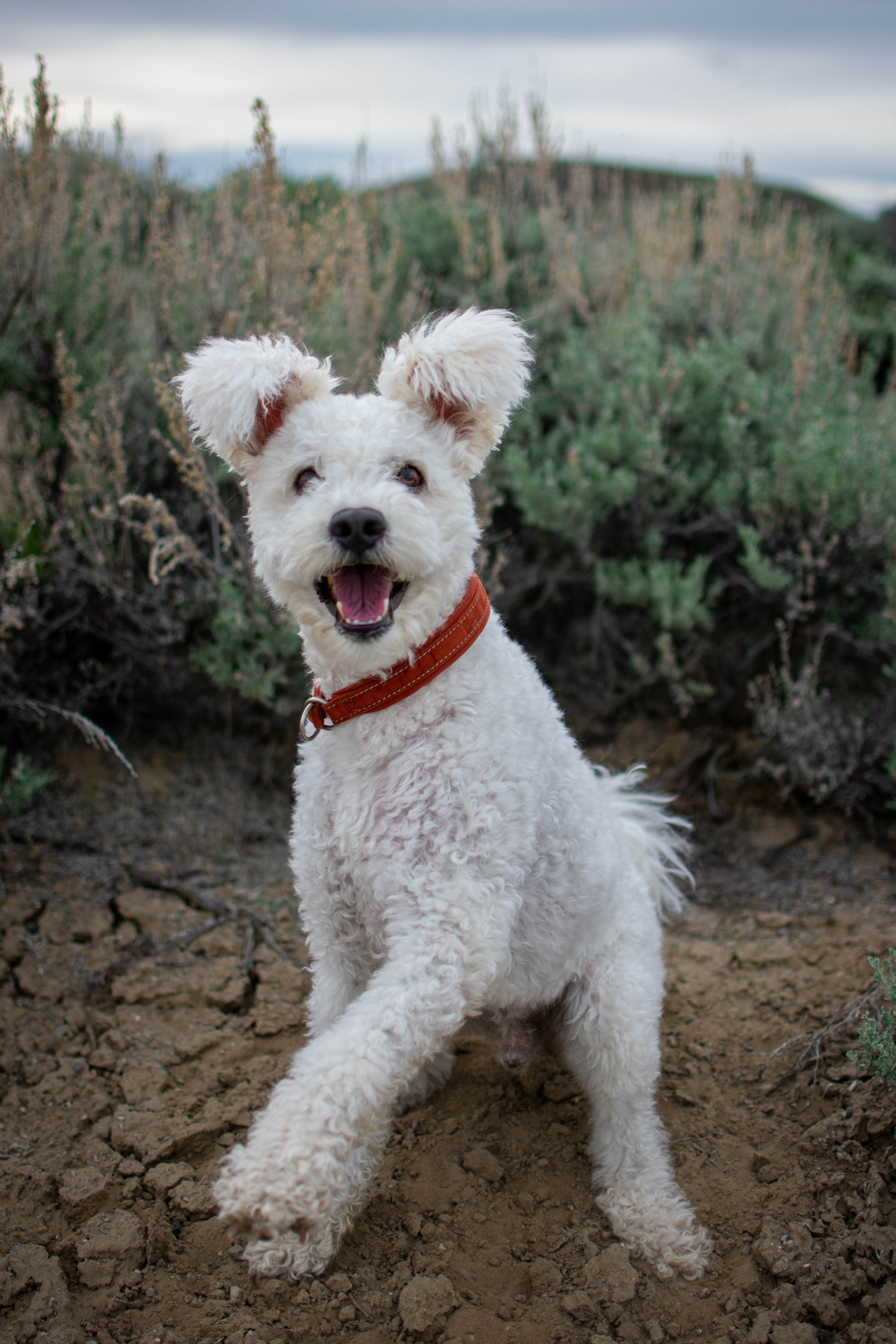 A white Pumi dog sitting in front of brush, pawing at the camera.