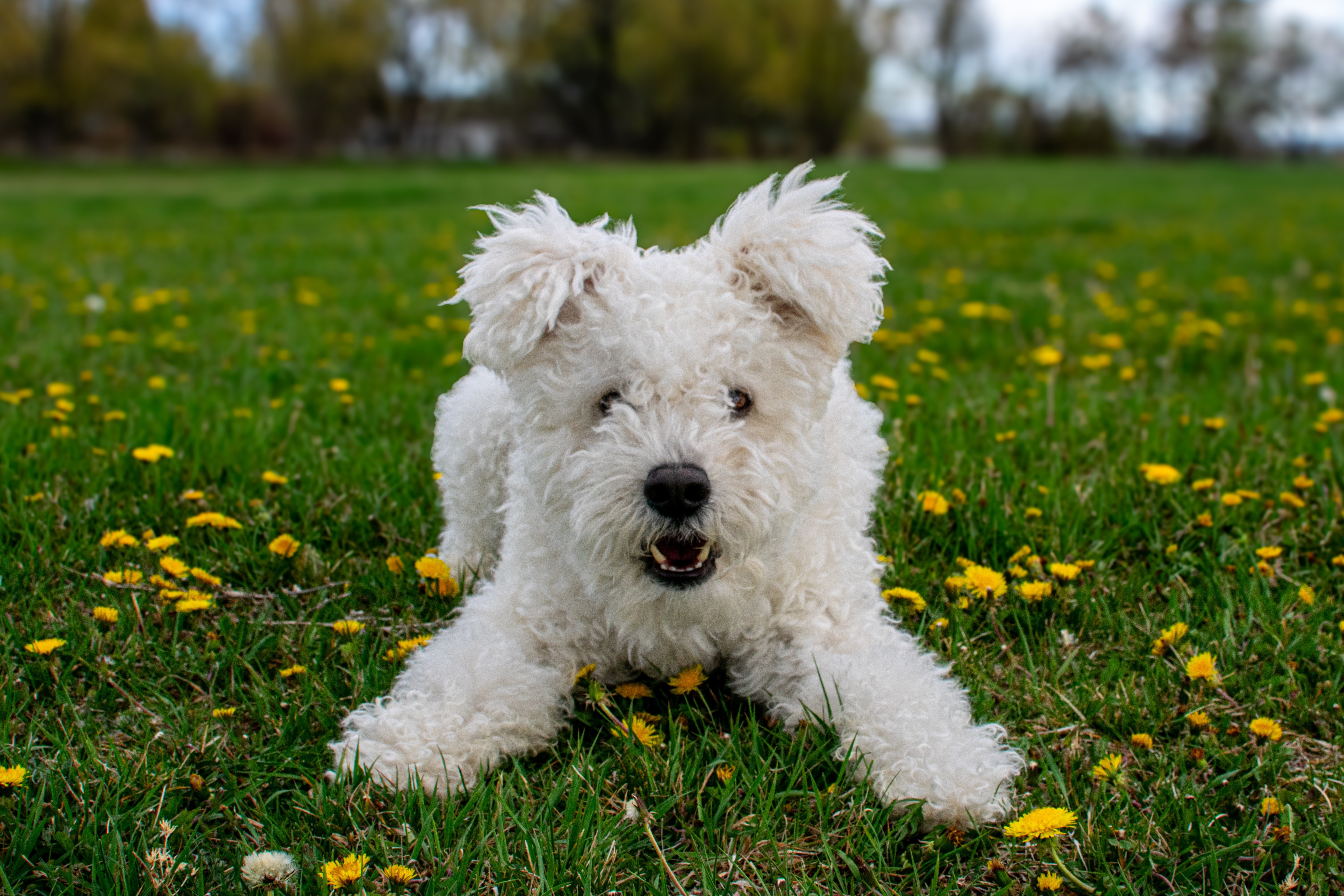 A white Pumi lying in the grass among dandelion flowers.