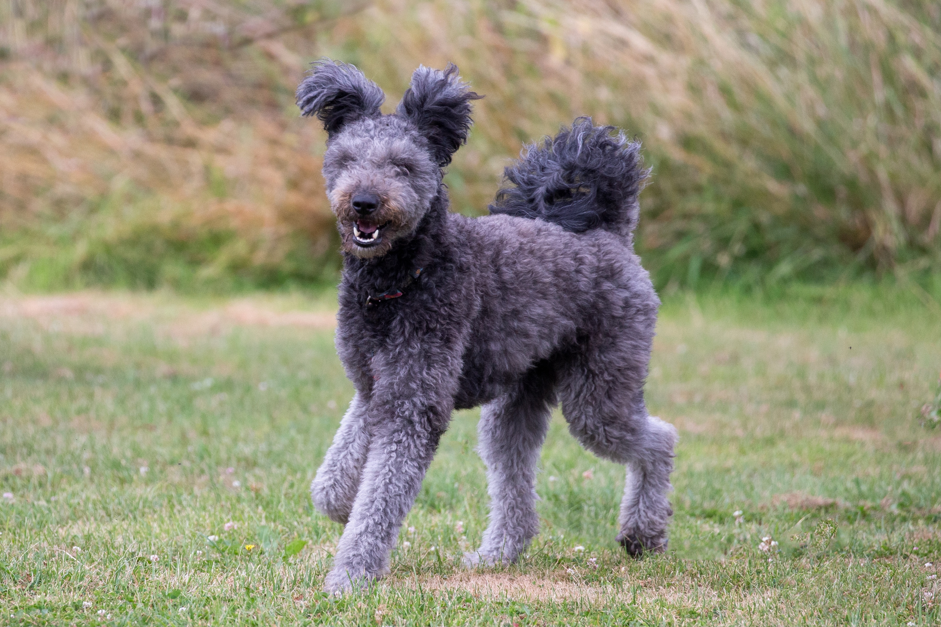 A Pumi trotting over grass with his ears and tail held up.
