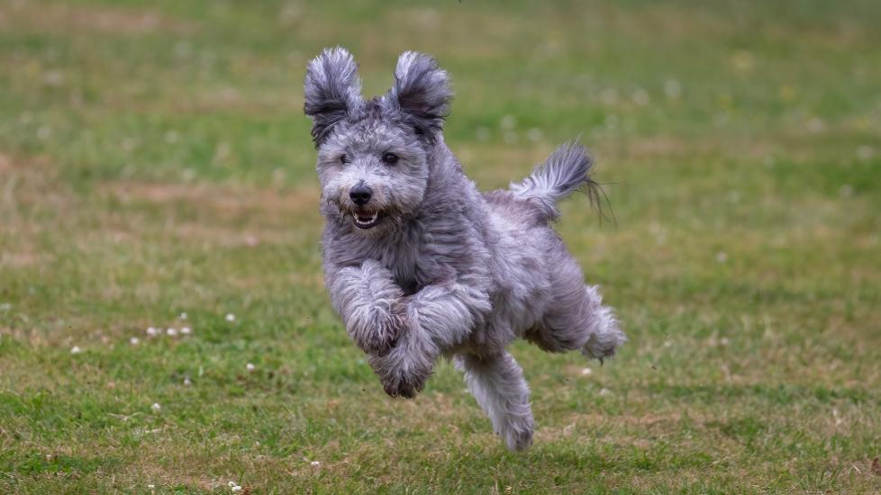A gray Pumi dog running through grass.