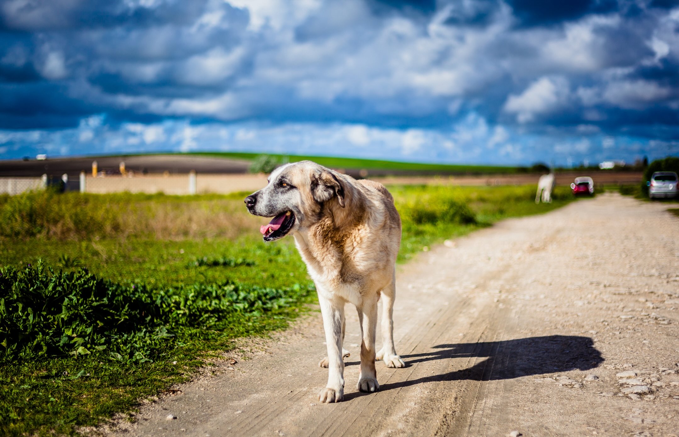 rafeiro do alentejo dog walking down a gravel road