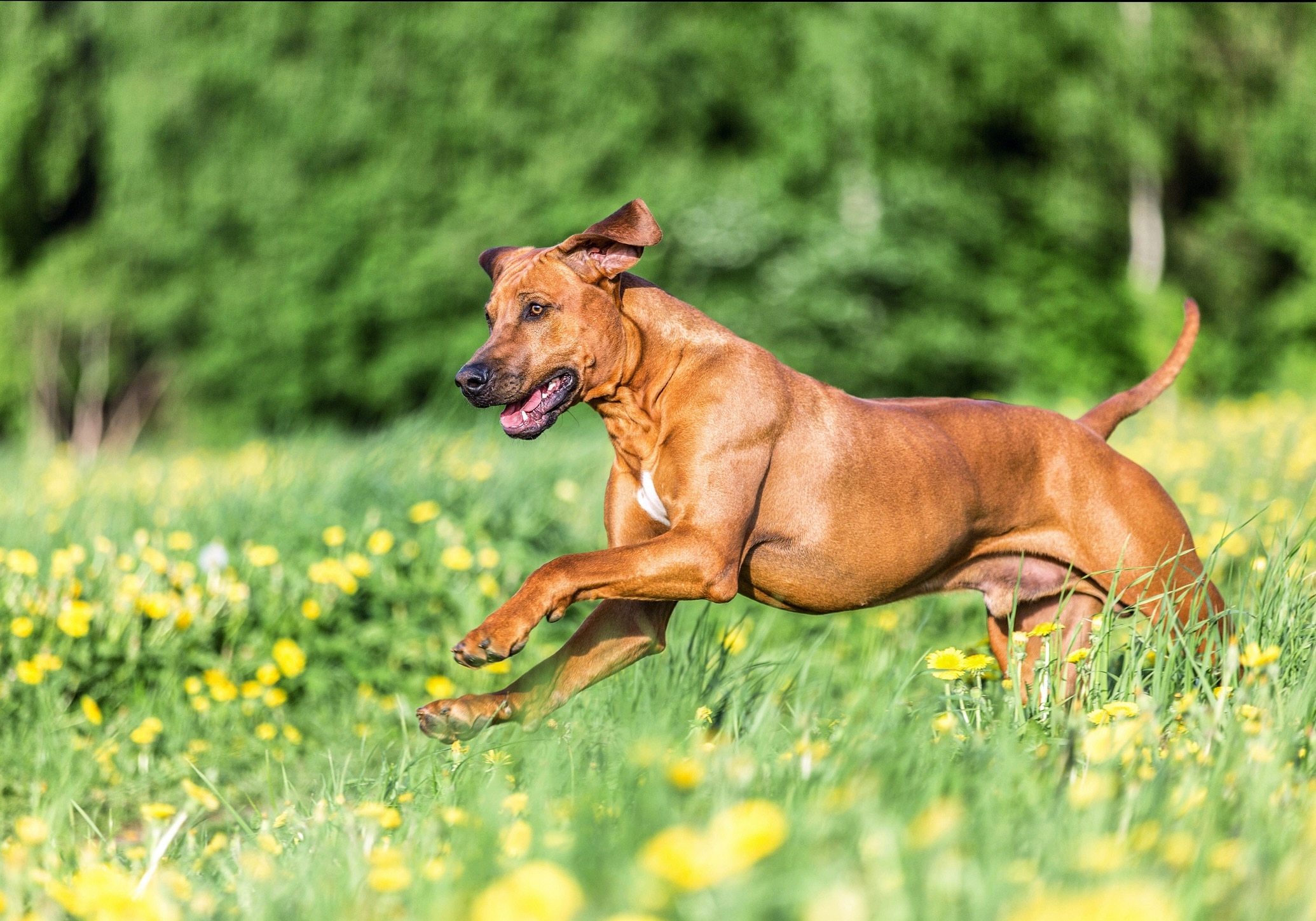 red rhodesian ridgeback running through grass