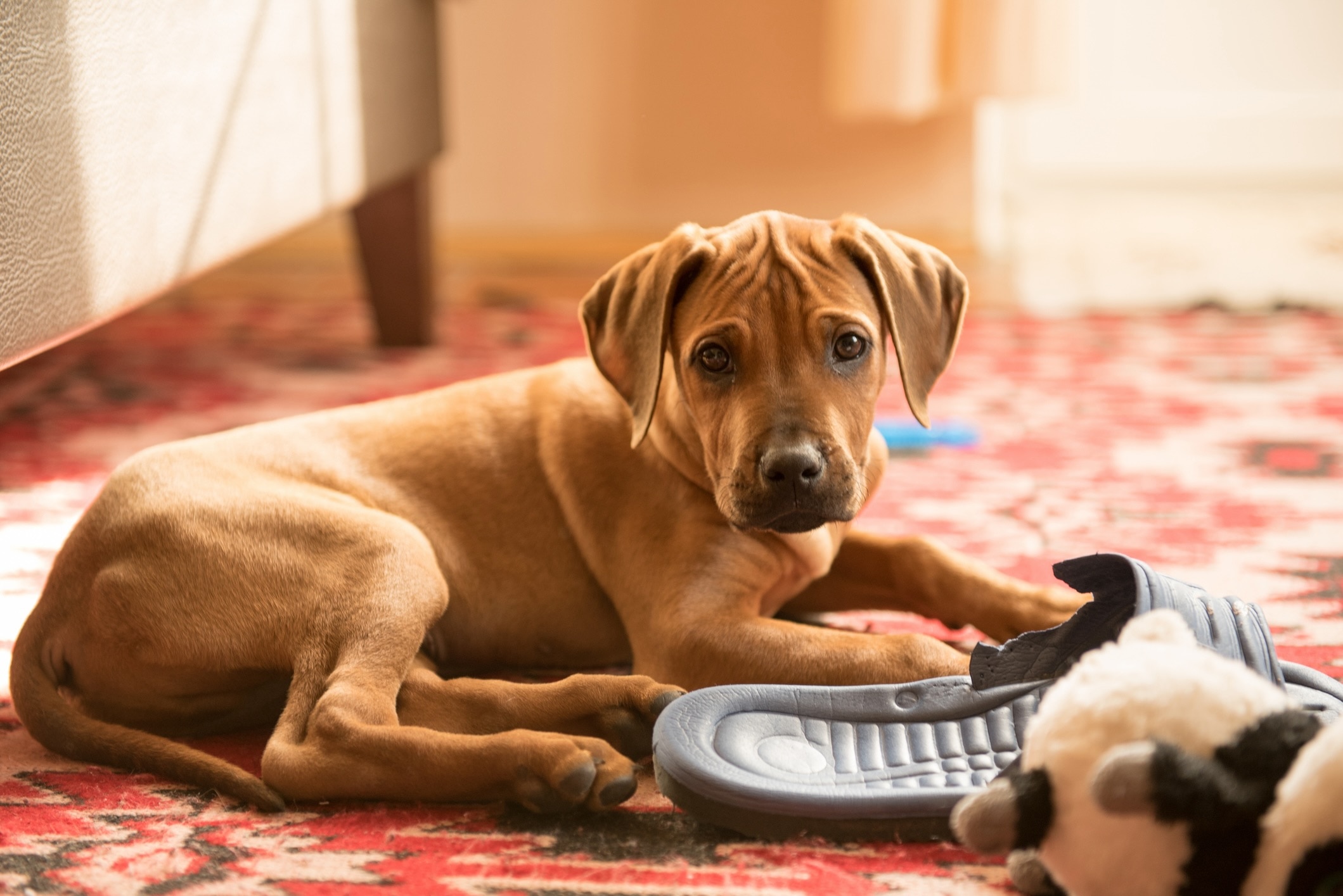 rhodesian ridgeback puppy lying on a living room floor next to a shoe