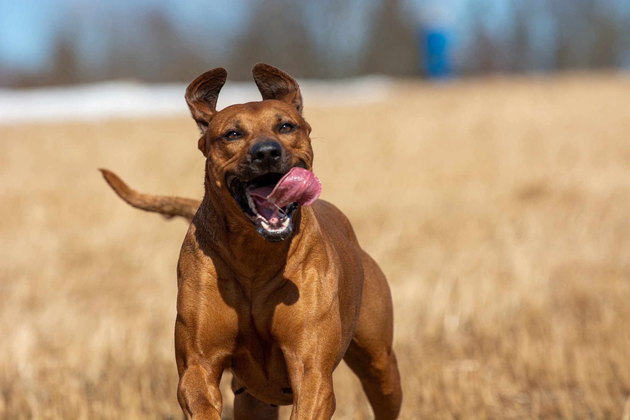 rhodesian ridgeback running toward the camera with his tongue flapping