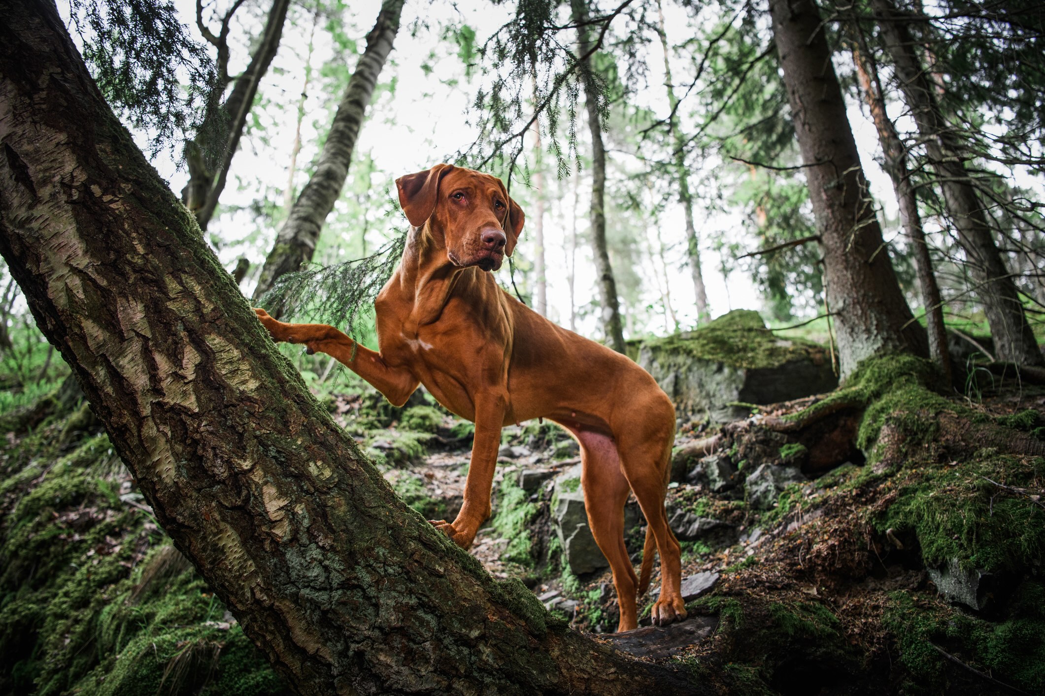 red rhodesian ridgeback on a hiking trail