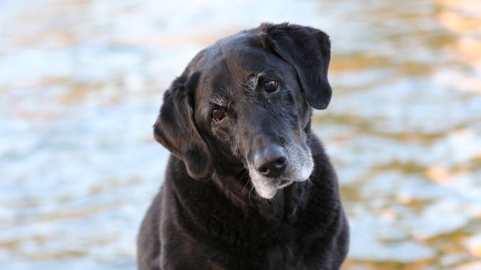 Senior dog