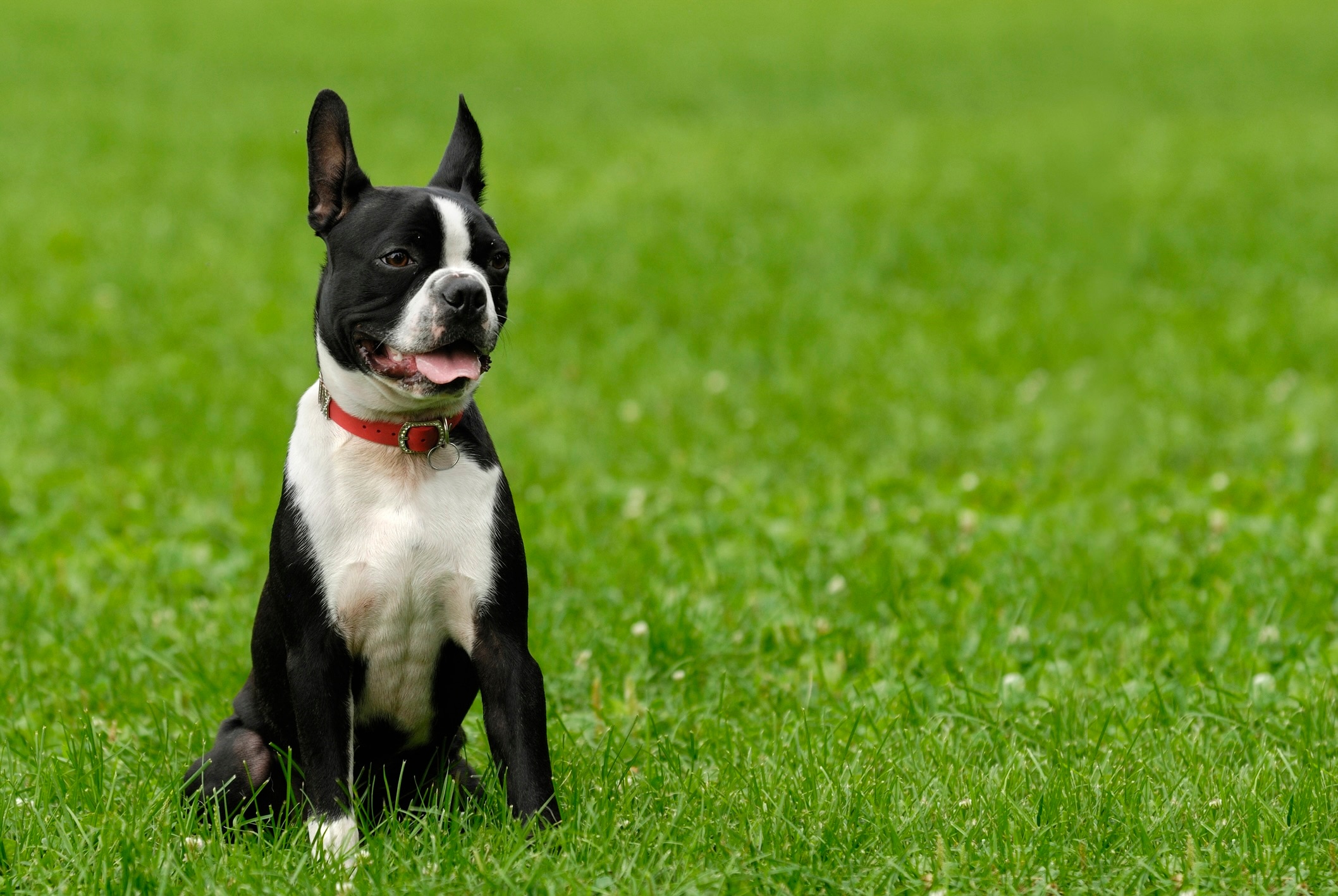 black and white boston terrier wearing a red collar sitting in grass and panting