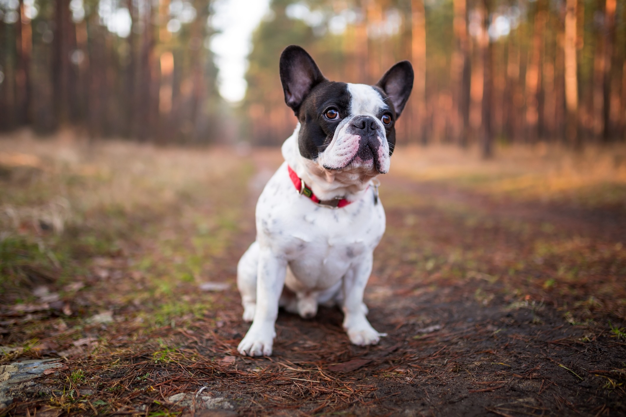 black and white french bulldog sitting on a hiking trail
