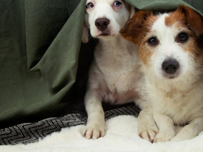 Anxious dogs
